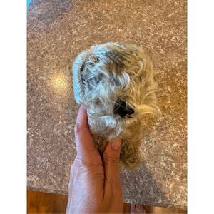 Vintage Steiff Schnauzer dog from Germany